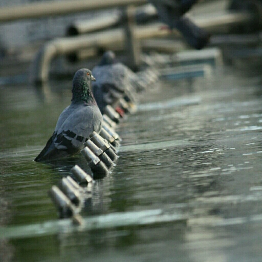 Meet your Posher, Cristina